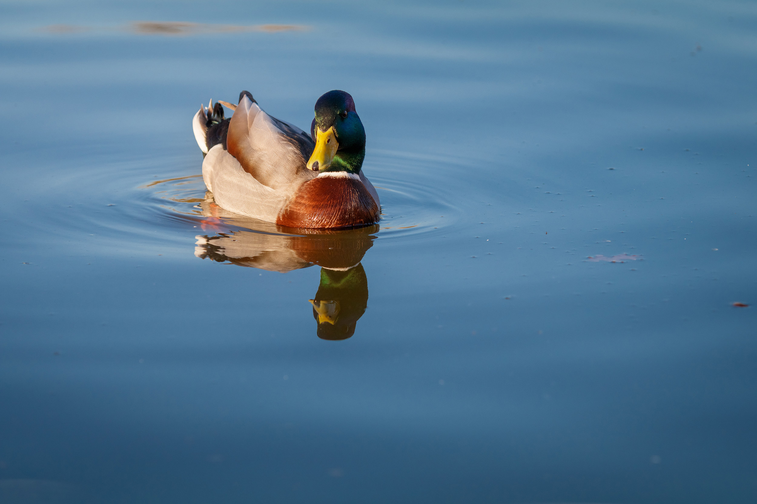Mallard Ducks (Anas platyrhynchos) relaxing in blue pond, Stromo