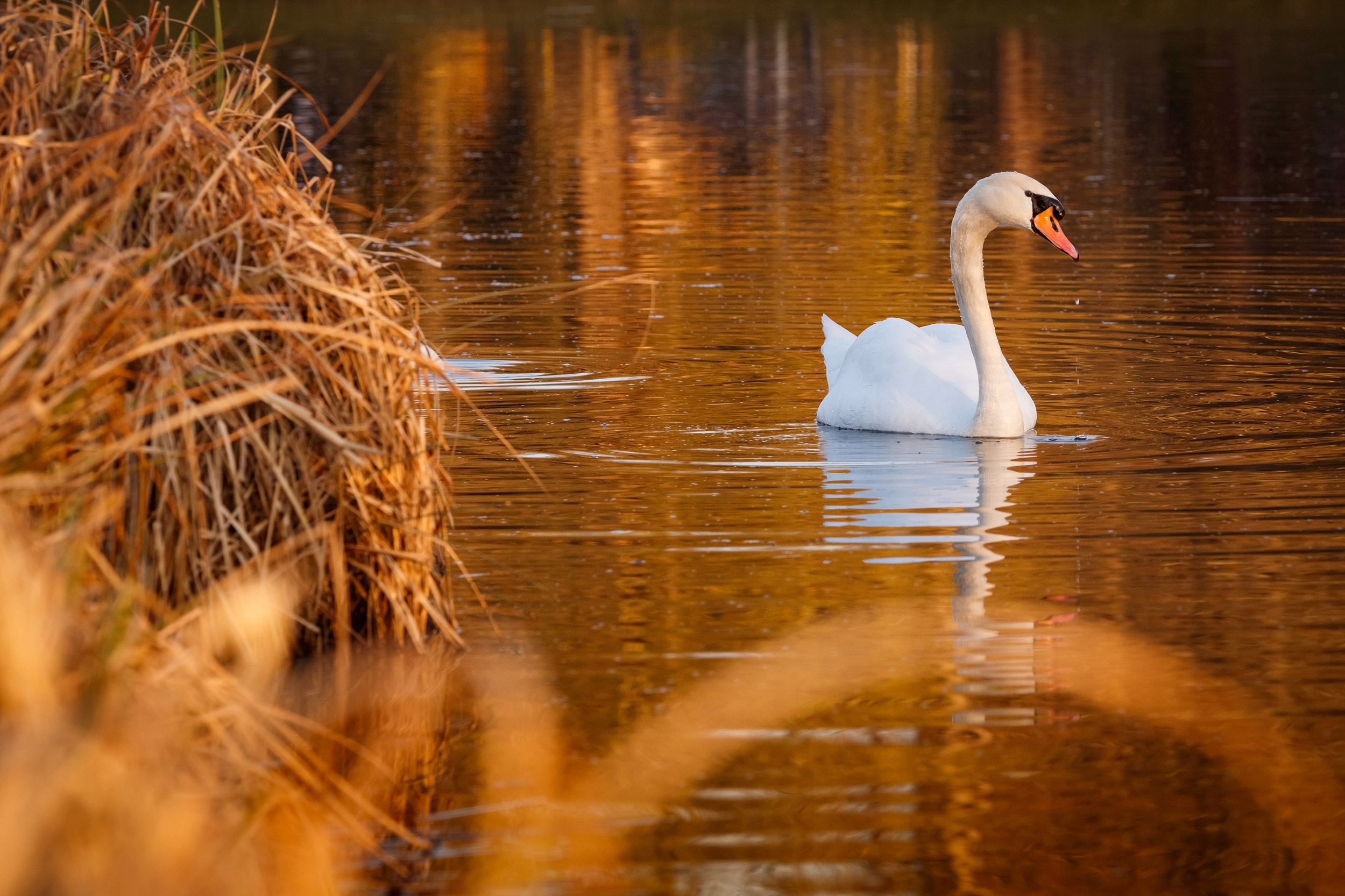 White swan at the sunset on a pond in Stromovka Park, Prague