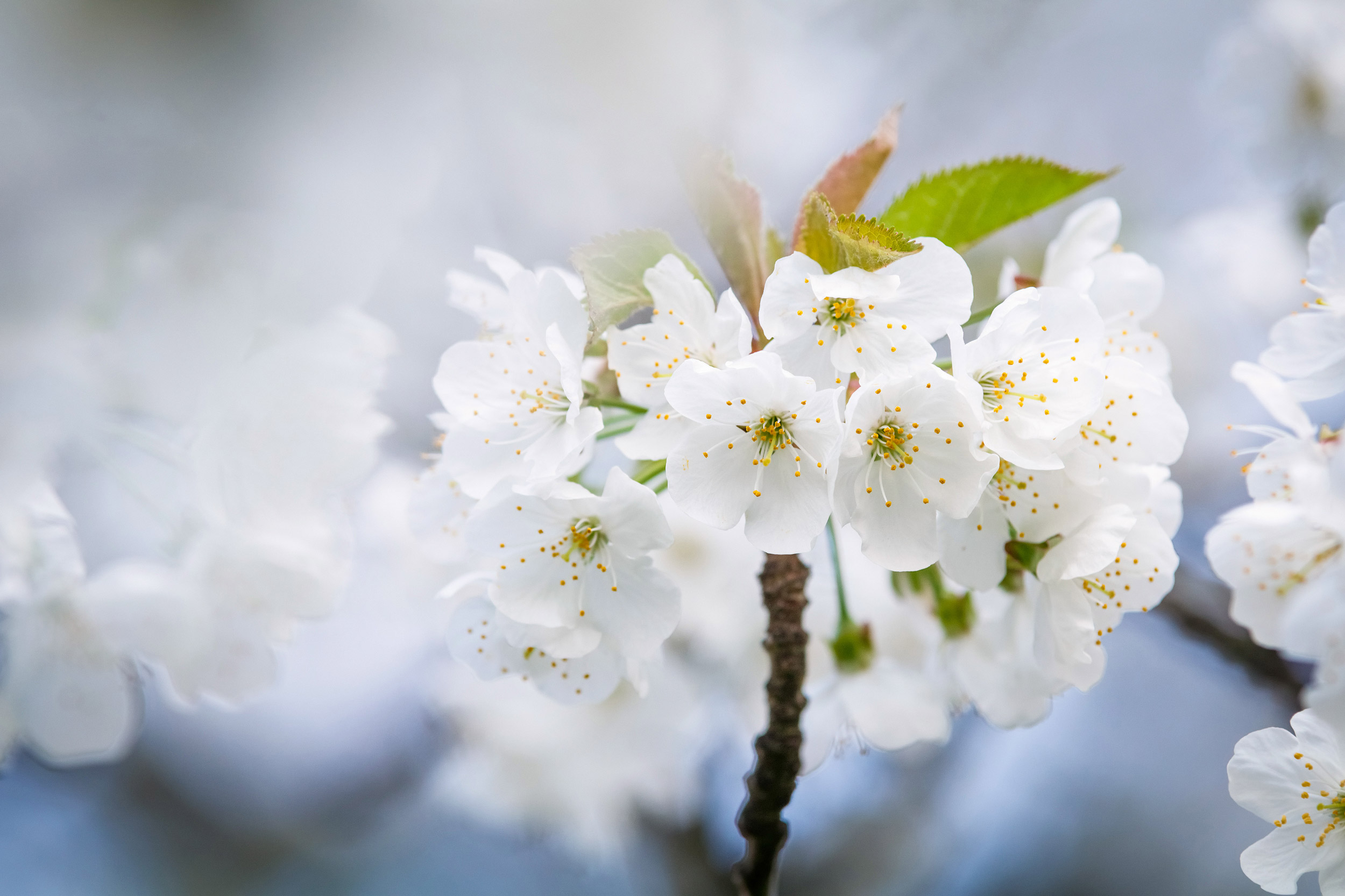 White flower on brunch. Blooming spring tree. Cherry tree in spr