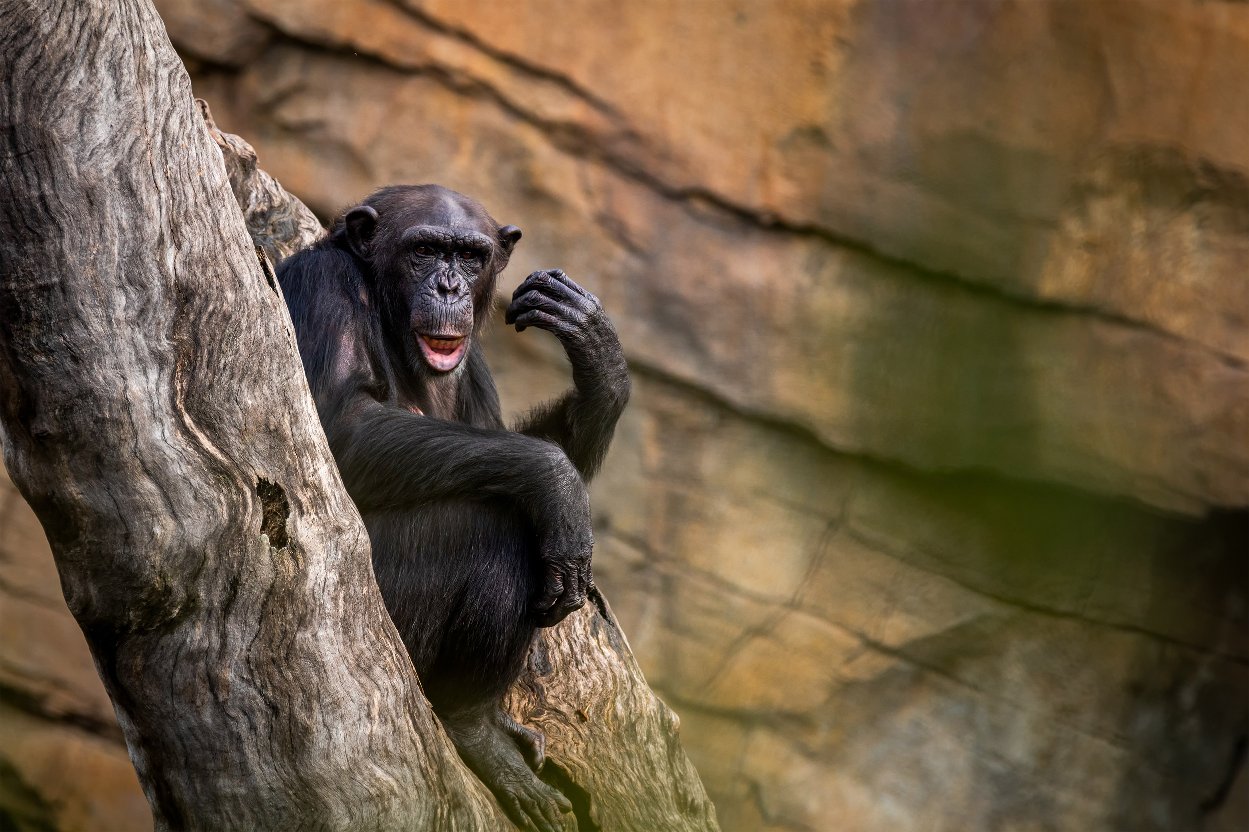 Common Chimpanzee sitting on the tree branch