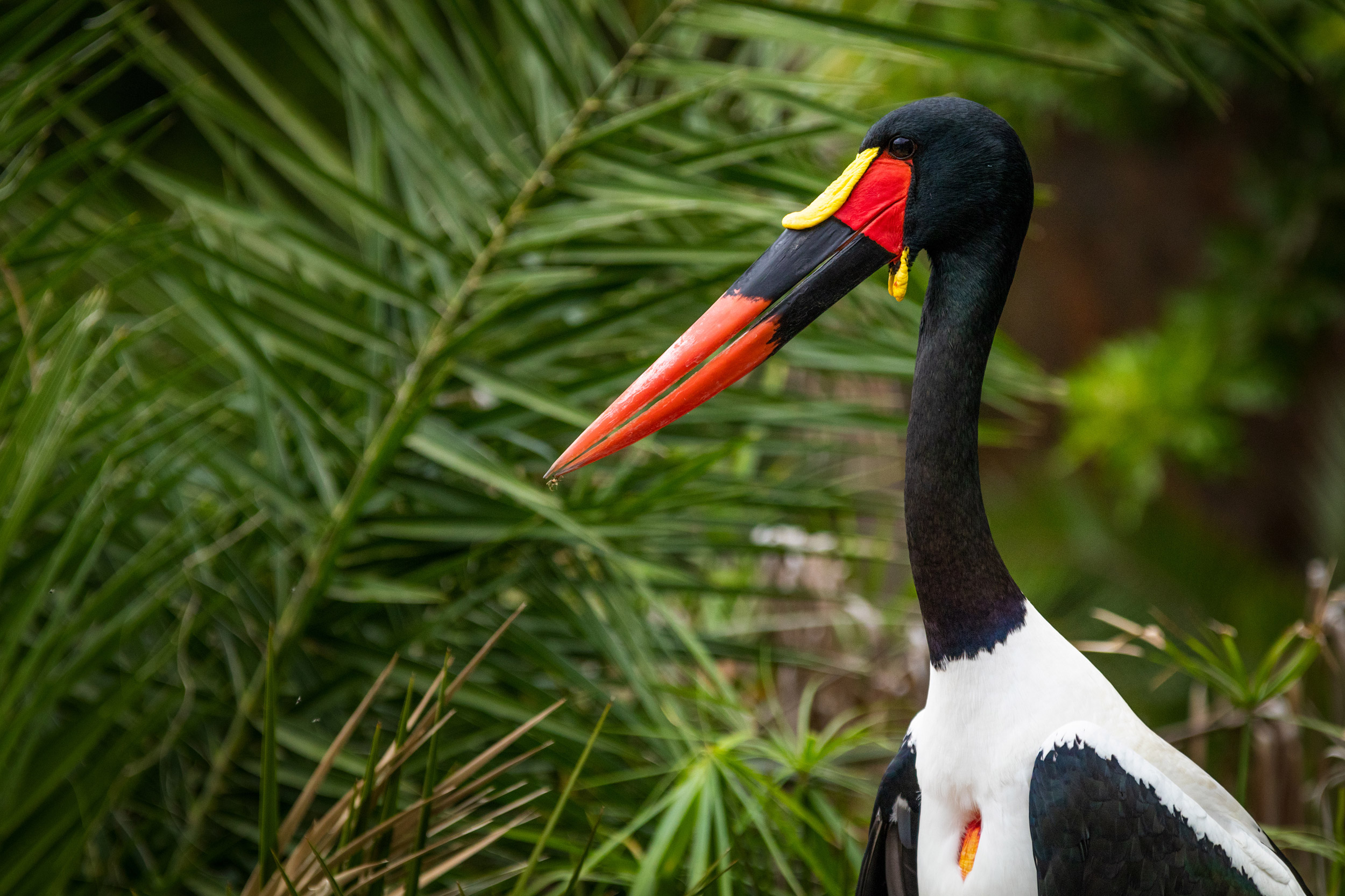 Detailed view of a african Saddle-billed Stork, blurred green na