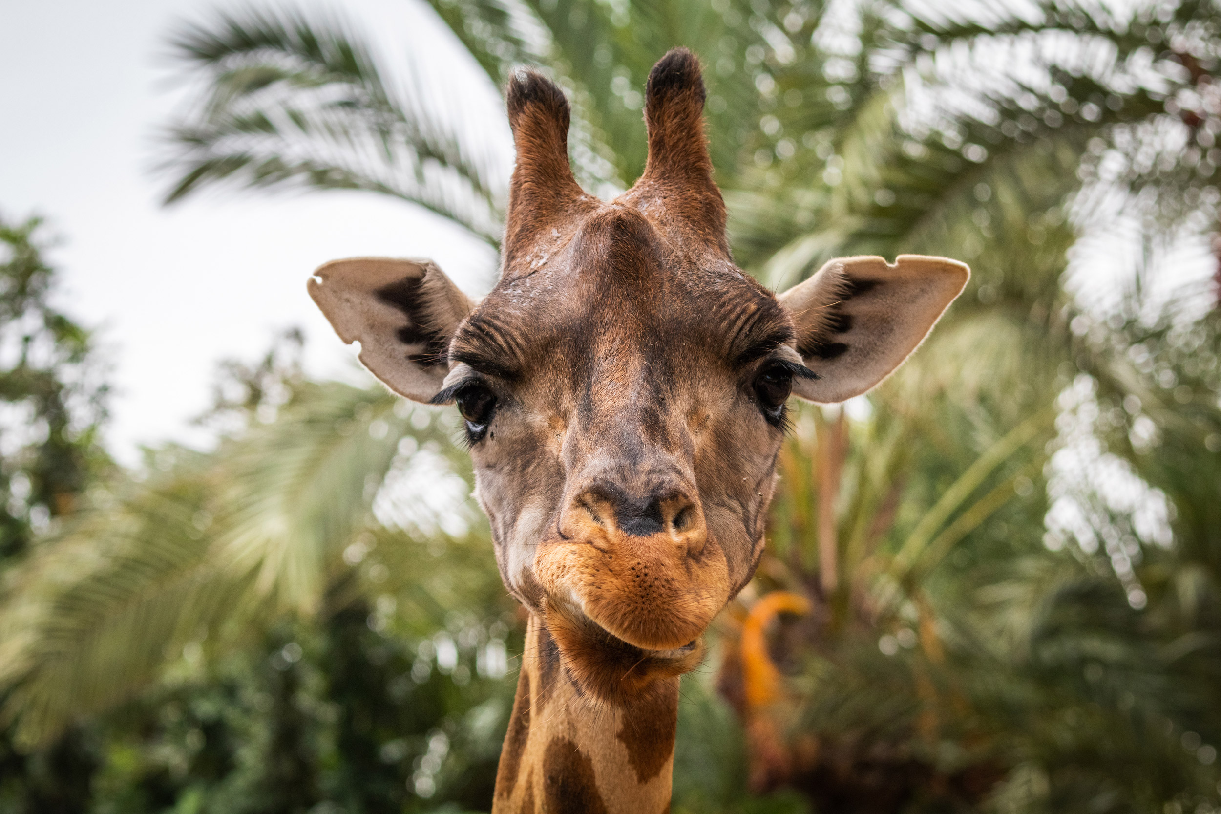 Portrait of a curious Baringo Giraffe