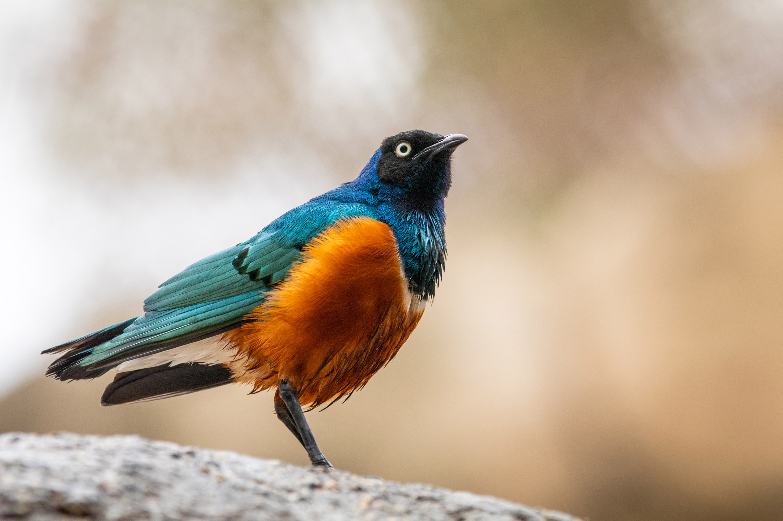 Colorful Superb starling