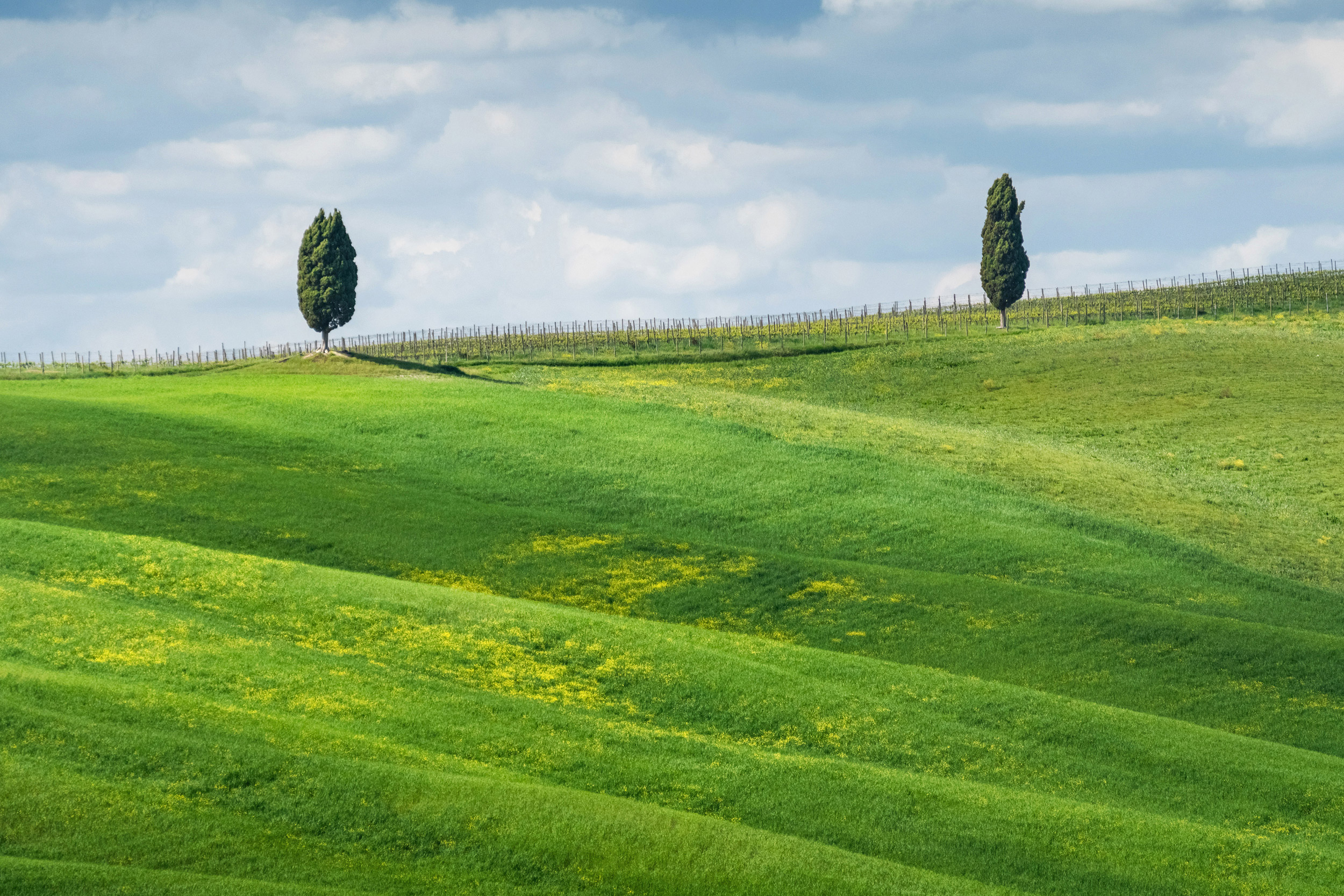 Cypress trees, fields and meadows in typical Tuscany countryside