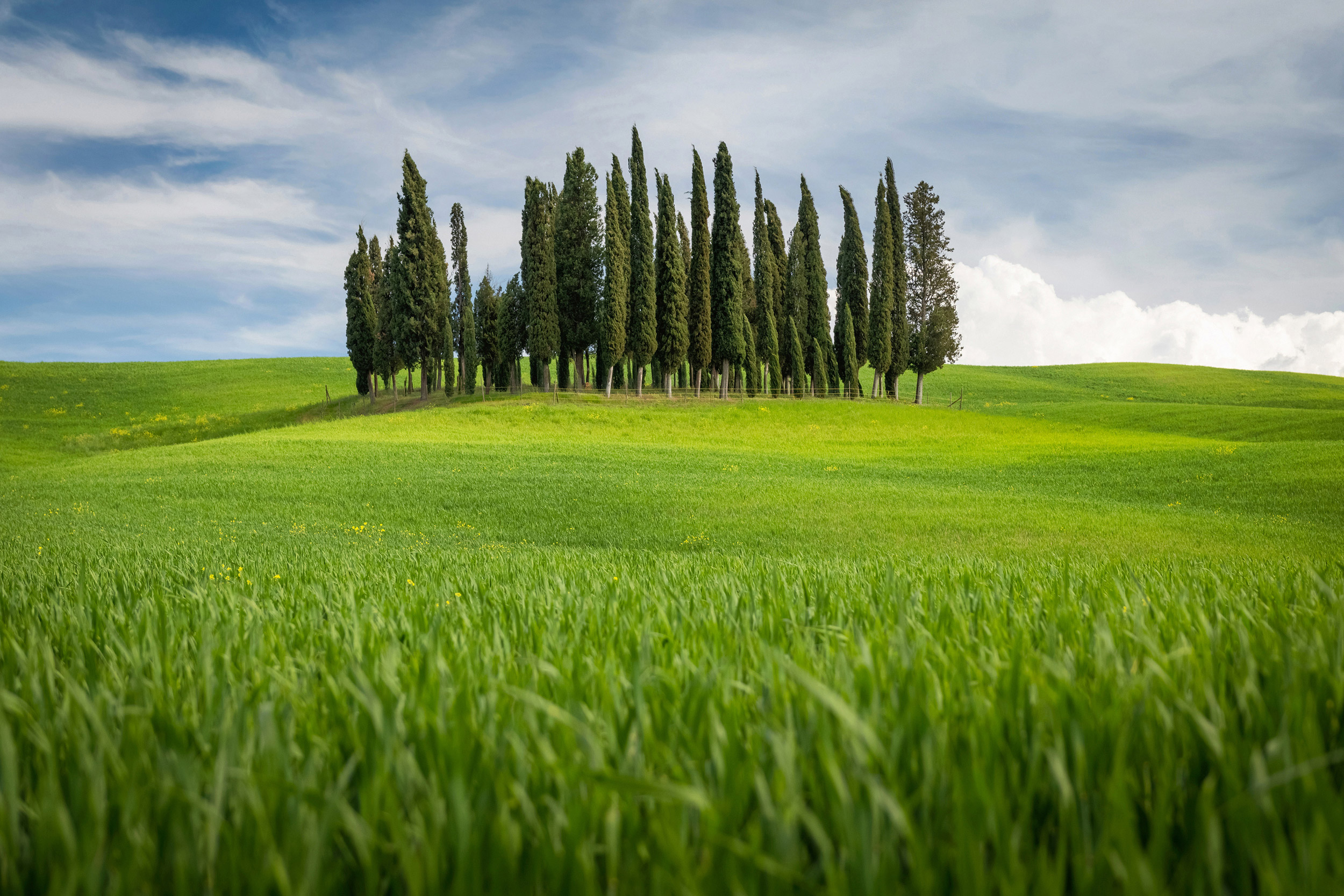 A group of Mediterranean Cypress trees on a picturesque afternoo