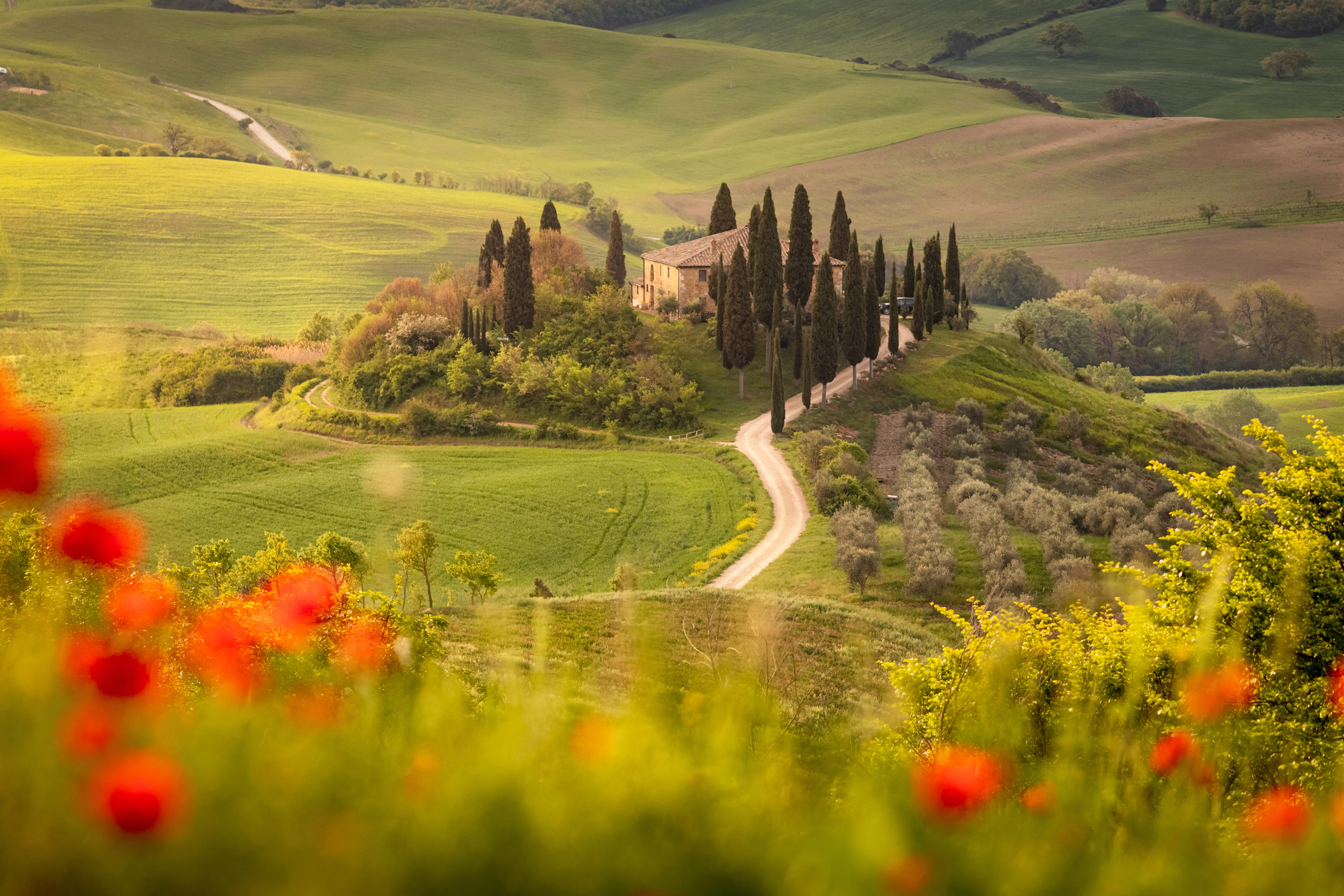 Poppy flower field in beautiful landscape scenery of Tuscany in