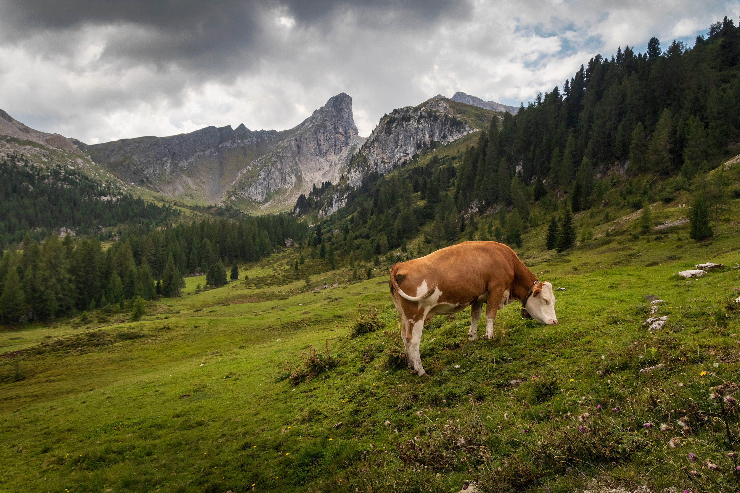Cow eating on mountain valley pasture in Italian Alps, Dolomites