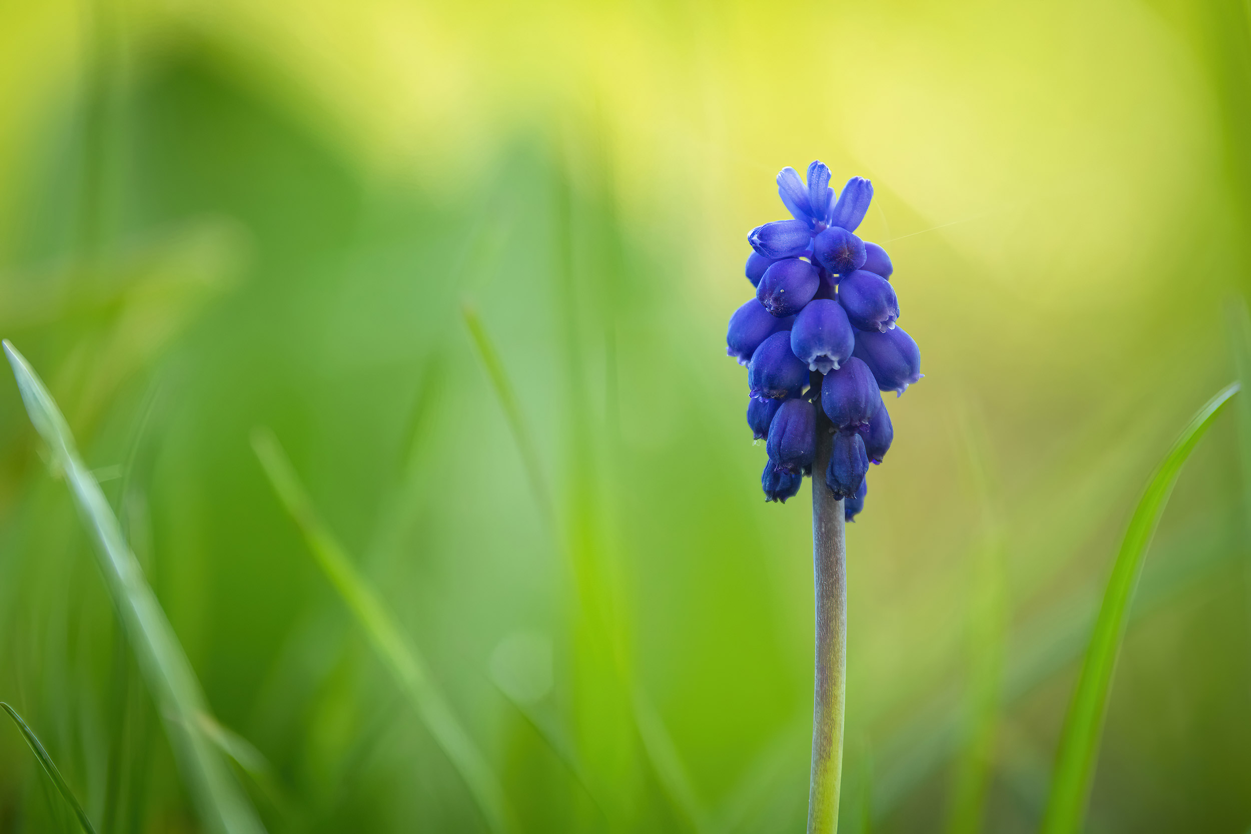 Close-up of the Bright blue grape hyacinth (Muscari botryoides)