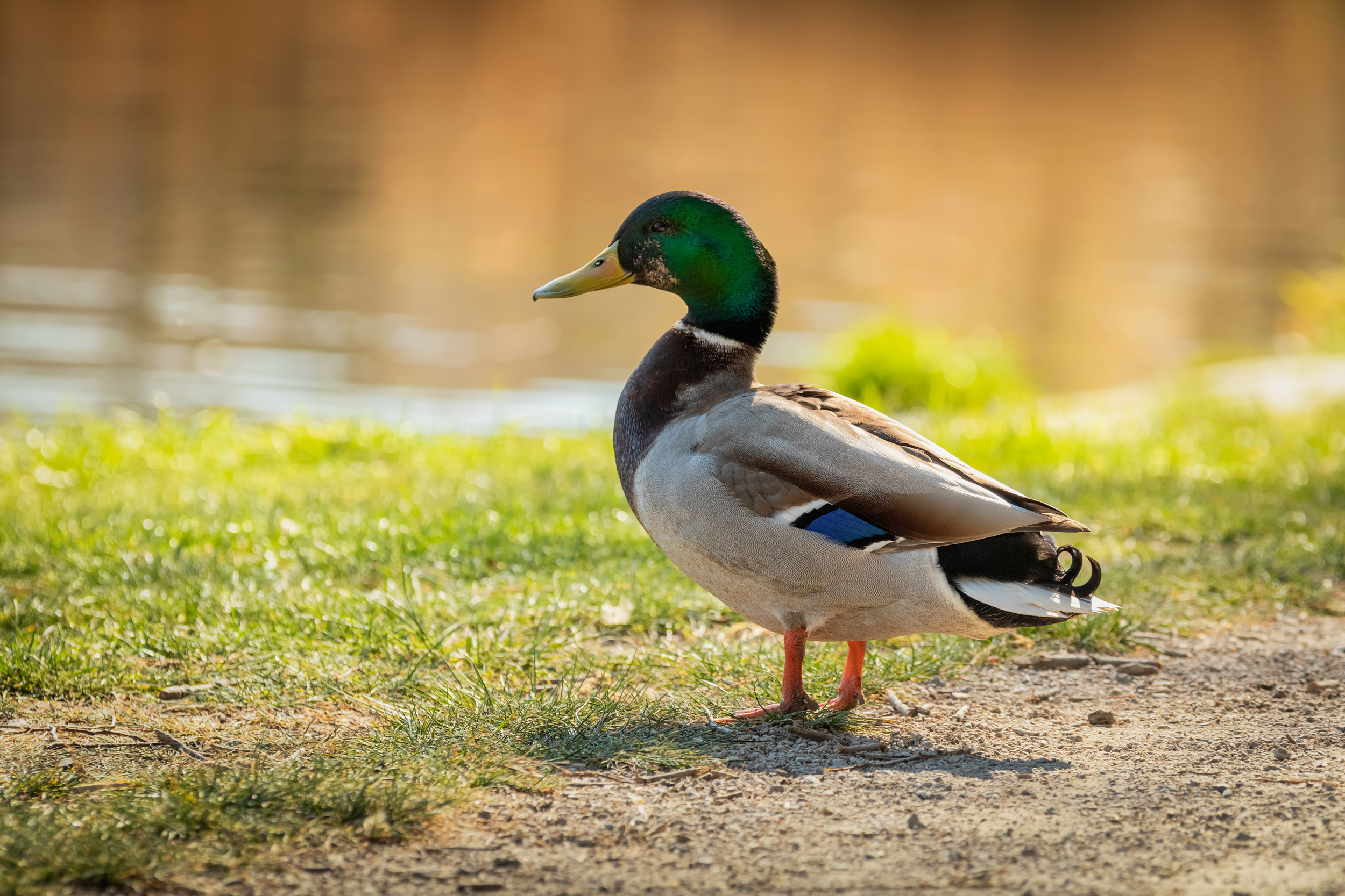 Mallard standing on the shore, male wild duck outside the water