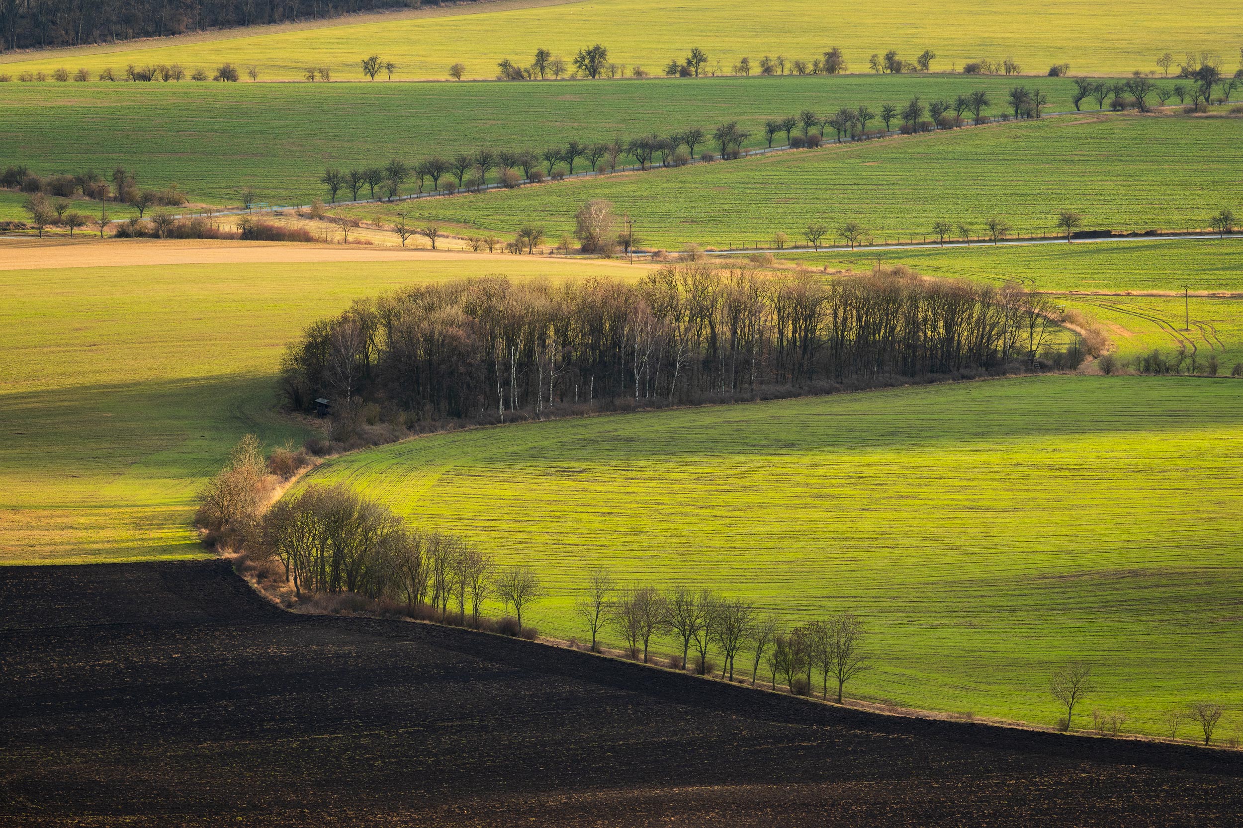 Zelené polia s remízkou a líniami stromov v jarnom svetle, České středohoří