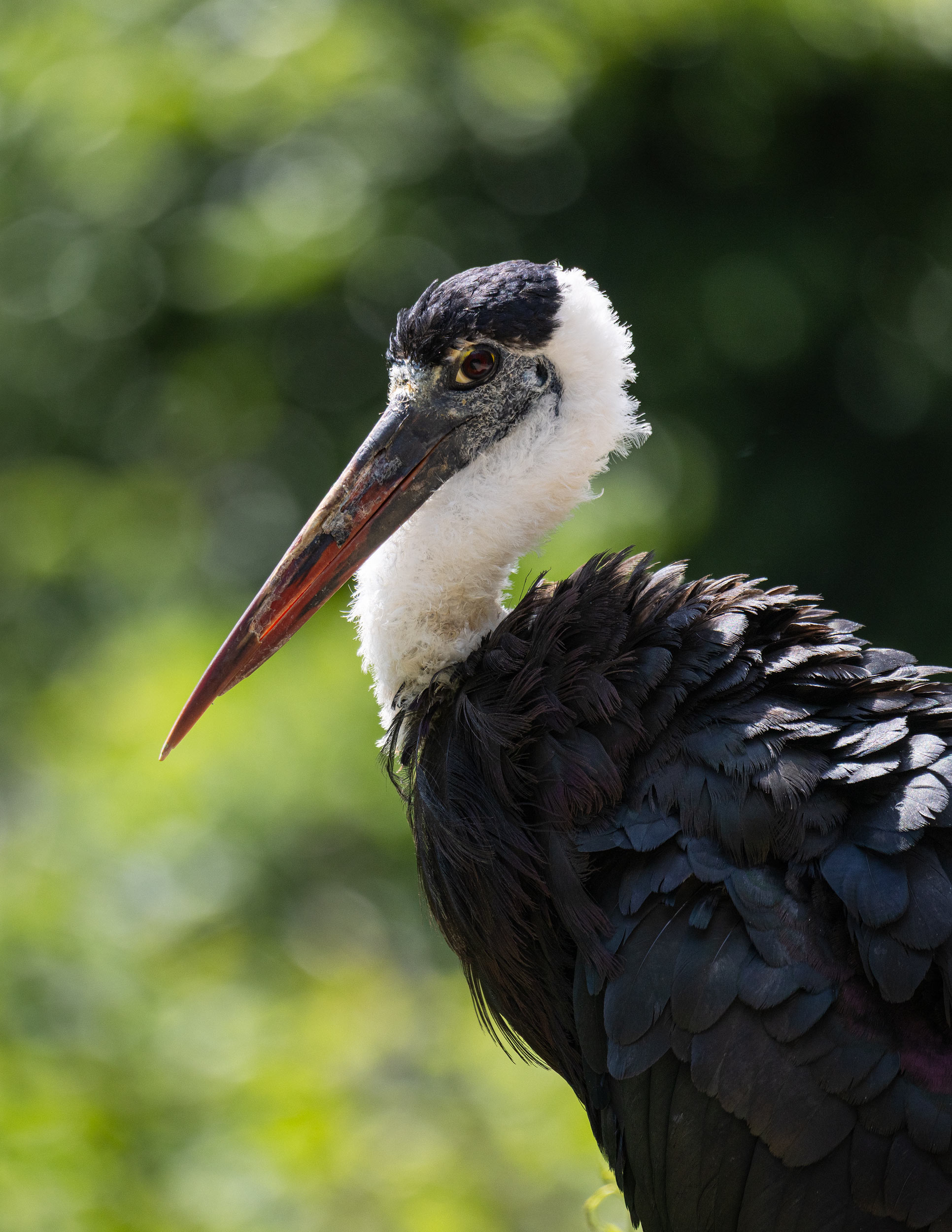 Black stork (Ciconia nigra)